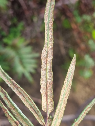Pityrogramma trifoliata, photograph 3
