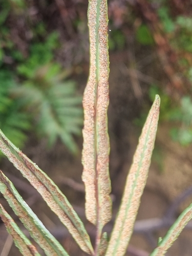 Pityrogramma trifoliata, photograph 4