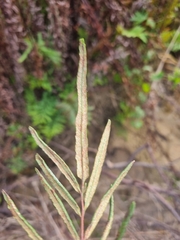 Pityrogramma trifoliata, photograph (c) Franco Richieri, some rights reserved (CC BY)