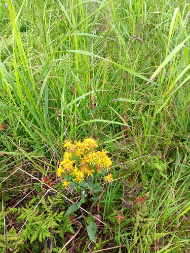European goldenrod