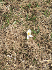 Crocus vernus
