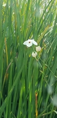Dietes bicolor