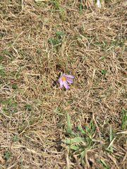 Crocus vernus