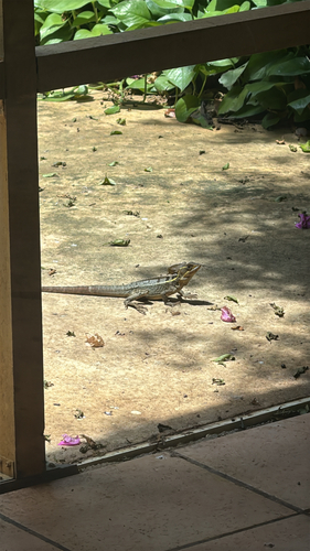 Brown Basilisk