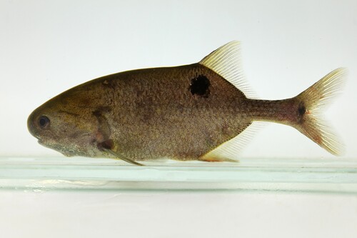 Balay's stonebasher (Petrocephalus balayi) — Mormyridae