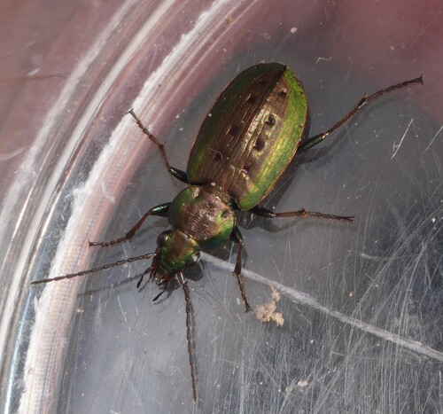 Agonum octopunctatum photo 5