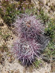 Sclerocactus polyancistrus