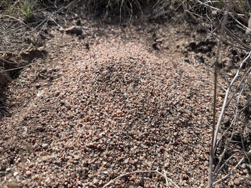 Western Harvester Ant