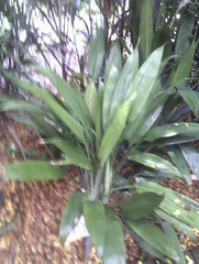 Dracaena aubryana