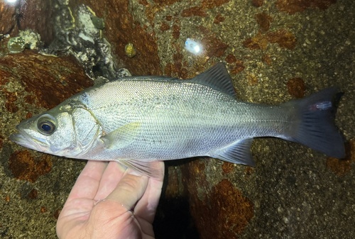 Japanse zeebaars (Lateolabrax latus) — Lateolabracidae — 2