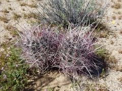Sclerocactus polyancistrus