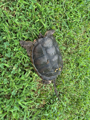 Common Snapping Turtle