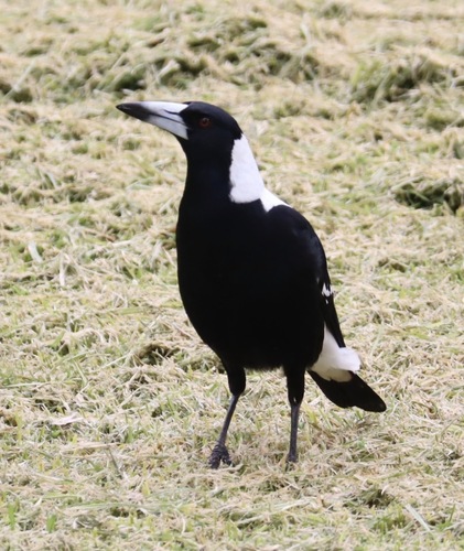 Australian Magpie