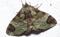 Pachyplastis apicalis