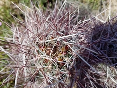 Sclerocactus polyancistrus