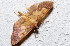 Nomophilini
