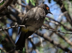 Pycnonotus nigricans