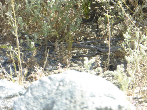 iNaturalist observation photo of Western Whiptail
