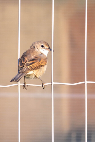 Greater Whitethroat