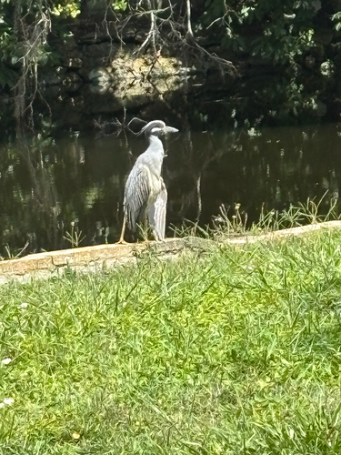 Yellow-crowned Night Heron