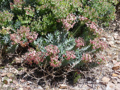 Myrsiniteae