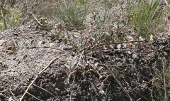 Capparis spinosa herbacea