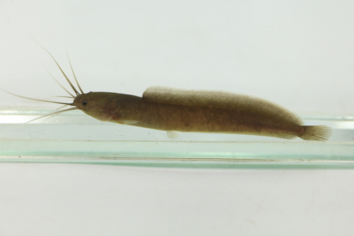 Angolan catfish (Clarias angolensis) — Clariidae — 2