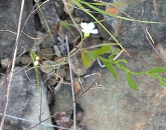 Arabidopsis lyrata, photograph author not stated, no rights reserved