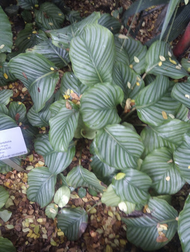 Calathea orbifolia  iNaturalist