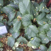 Calathea orbifolia - Photo (c) 106611639464075912591, alguns direitos reservados (CC BY-NC-SA), uploaded by 106611639464075912591