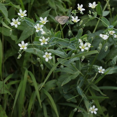 Cerastium davuricum