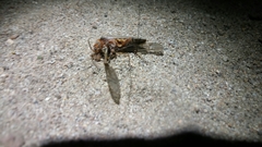 Pacificanthia consors