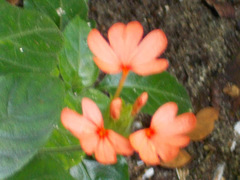 Crossandra infundibuliformis