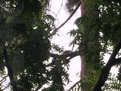 Sciuromorpha