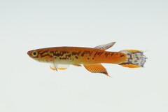 Lyretail Panchax photo 1