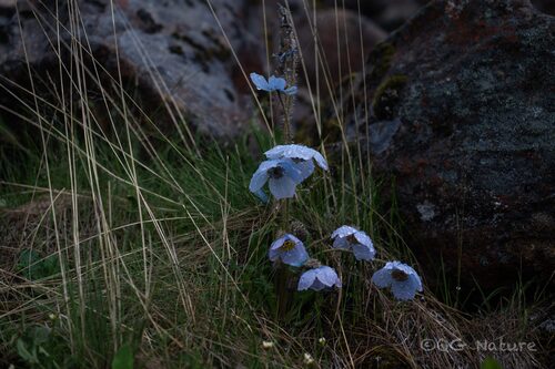Meconopsis speciosa, photograph 2
