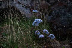 Wang.QG, CC BY, iNaturalist via GBIF Meconopsis speciosa, photograph Wang.QG, CC BY, iNaturalist via GBIF