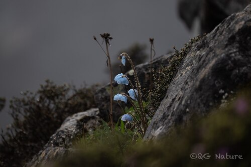 Meconopsis speciosa, photograph 1