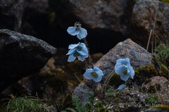 Meconopsis speciosa