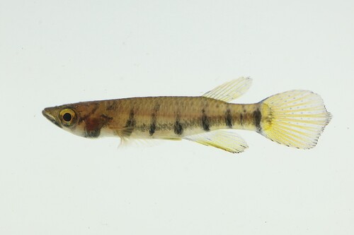 Epiplatys