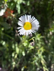 Erigeron coulteri, photograph (c) Nancy Overholtz, some rights reserved (CC BY-SA)
