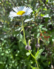 Erigeron coulteri, photograph (c) Nancy Overholtz, some rights reserved (CC BY-SA)