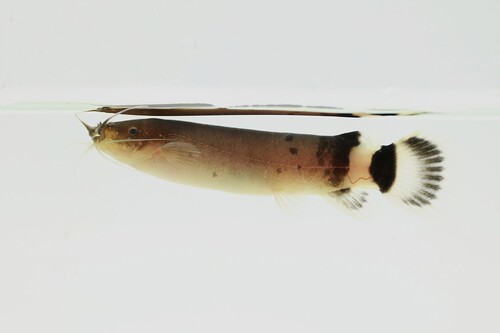 Benin electric catfish (Malapterurus beninensis) — Malapteruridae — 3