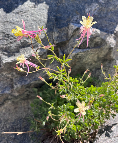 Aquilegia pubescens, photograph 6