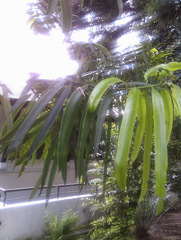 Podocarpus neriifolius