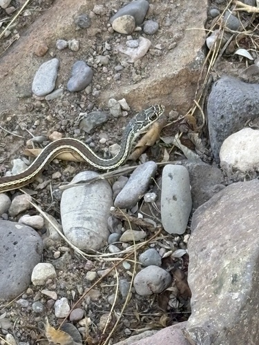 Striped Whipsnake
