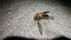 Pacificanthia consors