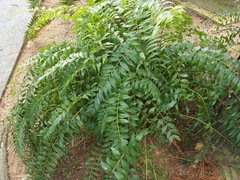 Zamia vazquezii