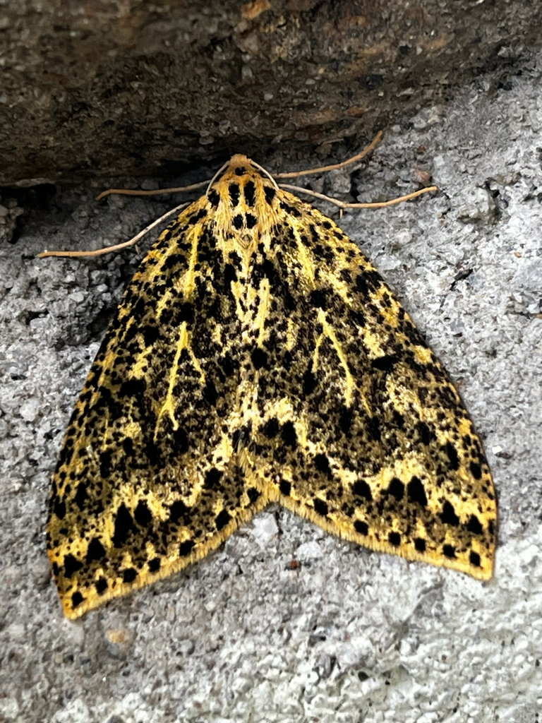 Loxaspilates atrisquamata