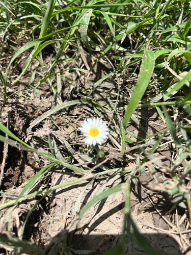 Lazy Daisy